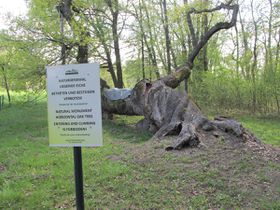 Naturdenkmal liegende Eiche im Schlosspark - 2015